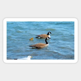 Two Canada Geese Parents Swimming With Their Gosling Sticker